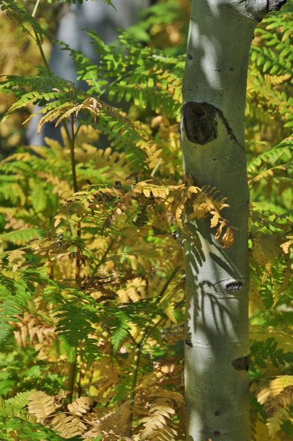 aspens on the Fish Creek Falls trail